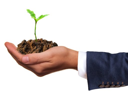 hand holding sprouting seed