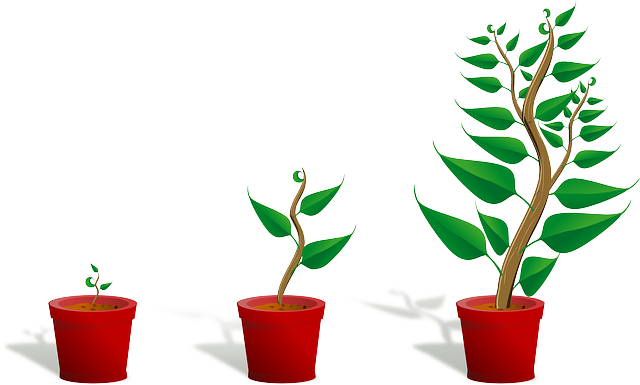 Accelerators vs. incubators