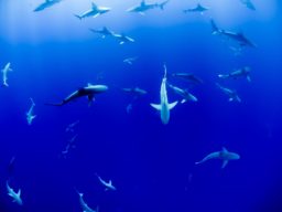 How accurate is Shark Tank, really?